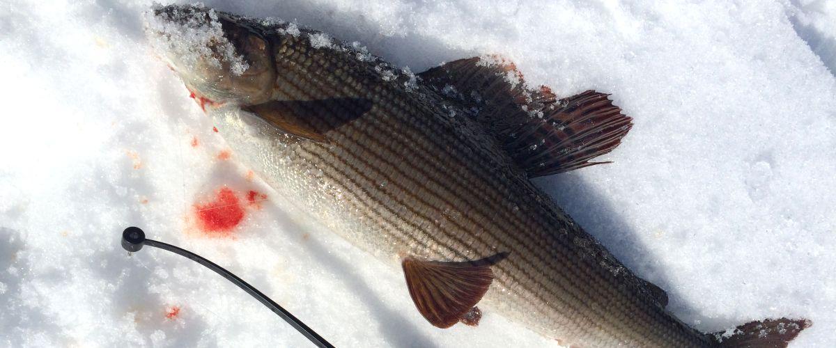 Stor harr på pimpelfiske
