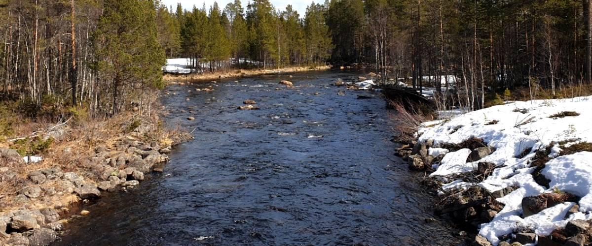 Tidig maj i Långträskälven