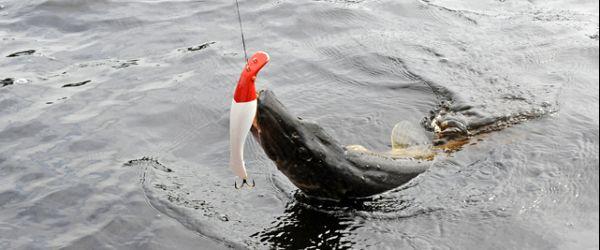 Skeingesjön och Helge Å (del av) - Image 3