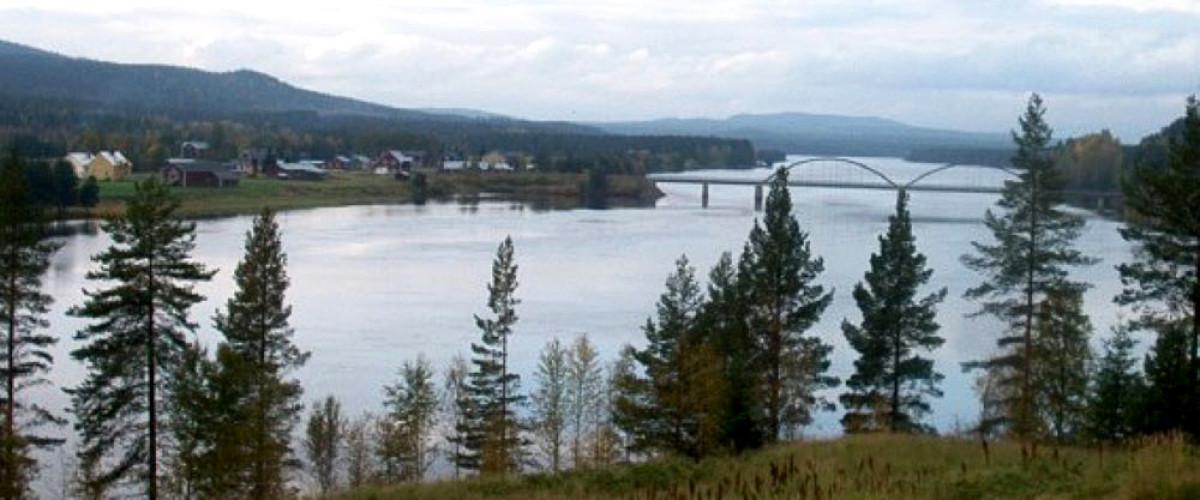 Vindelgransele - Image 1
