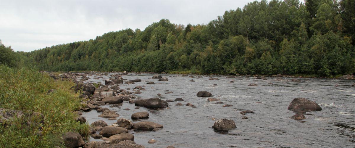 Umeälvens Forsfiskeområde - Image 3