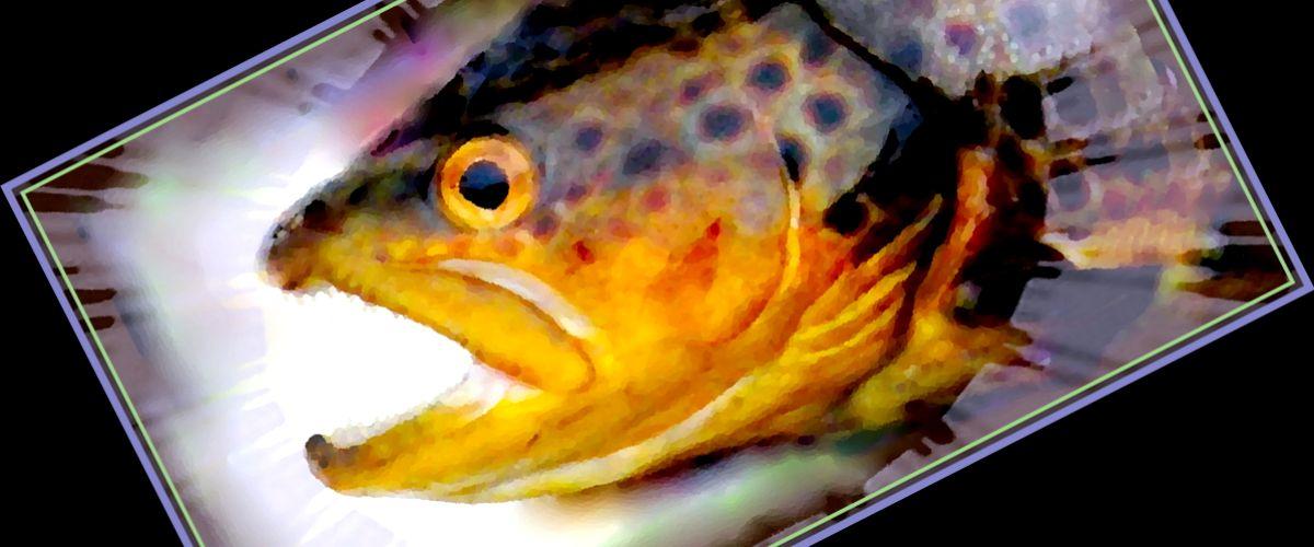 Öring, trout
