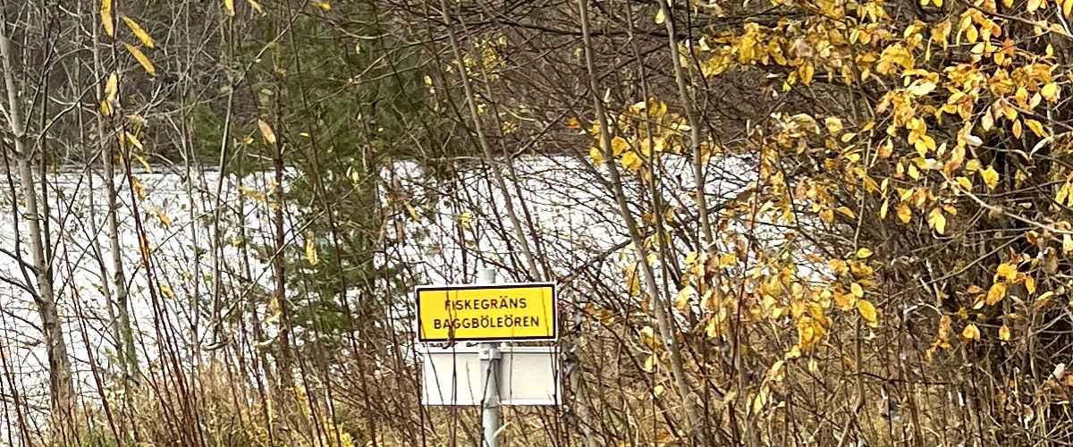 Baggböleören Foto Sören Forss