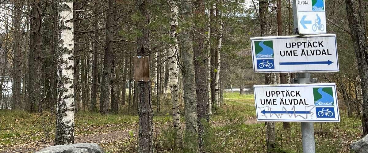 Baggböleören Foto Sören Forss