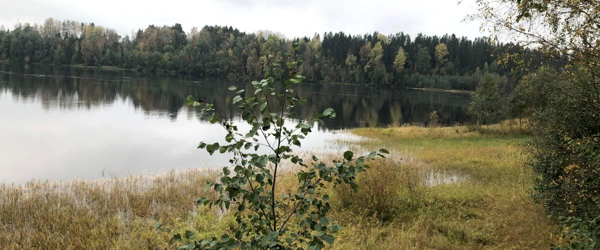 Fågeltorn