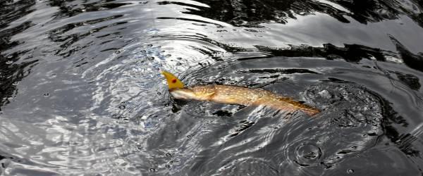Saljen, Skirösjön, Skärvetesjön med åar. - Image 2