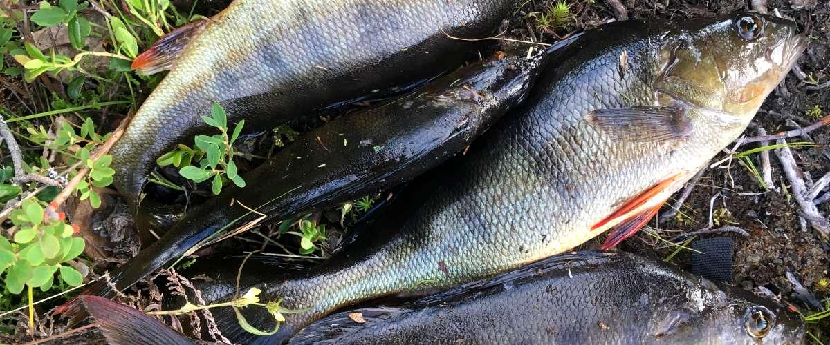 Malmbergets och Koskullskulles i Gällivare område - Image 4