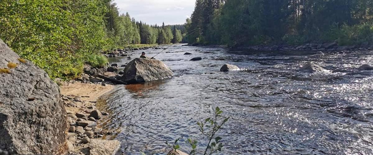 Långforsens nedre del.