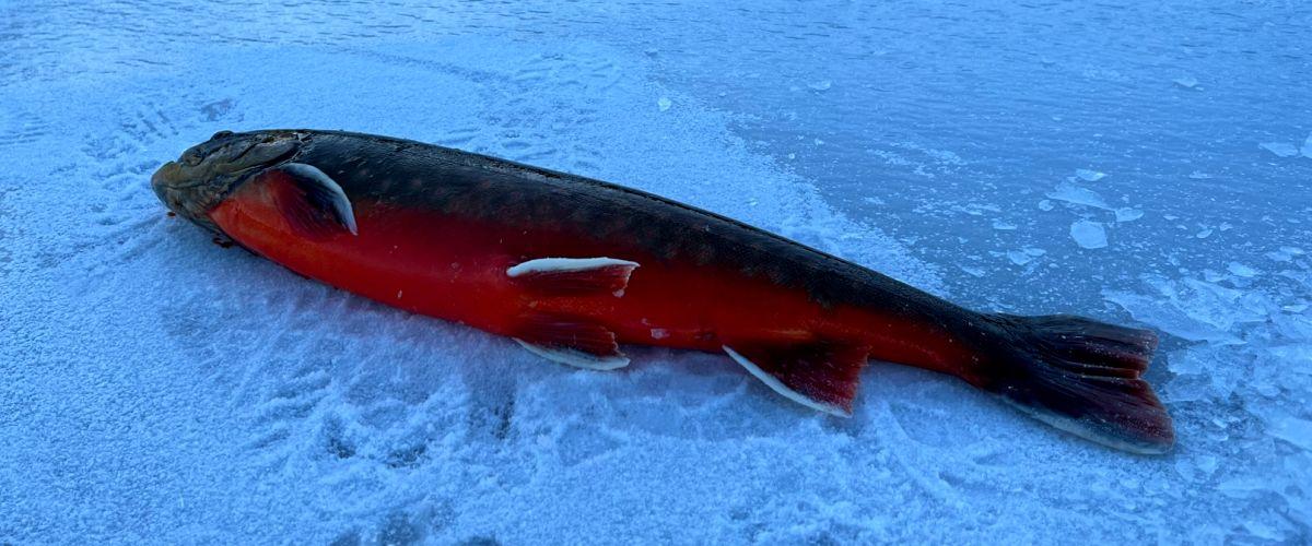 Storsjön, Långsjön, Kyrksjön, Matnäsviken, Svartsjön, Bartjärn mfl. - Image 13