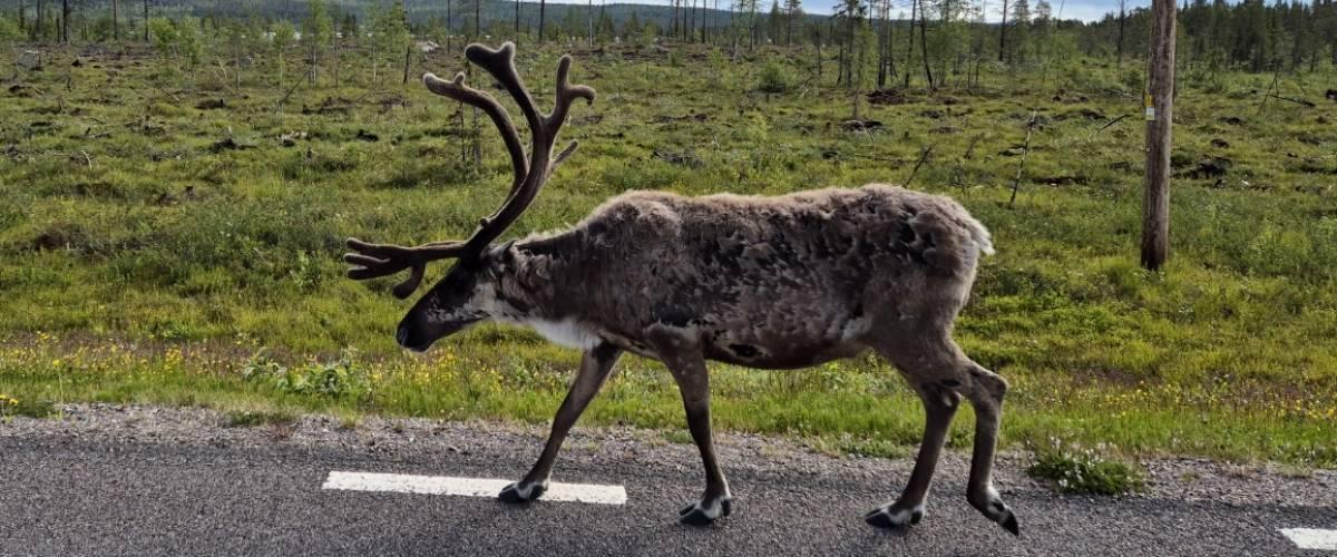 Arjeplogströmmarna, Naurasjöarna och Uddjaure - Image 3