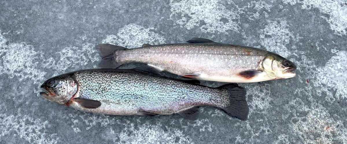 Regnbåge och röding pimpelfiske