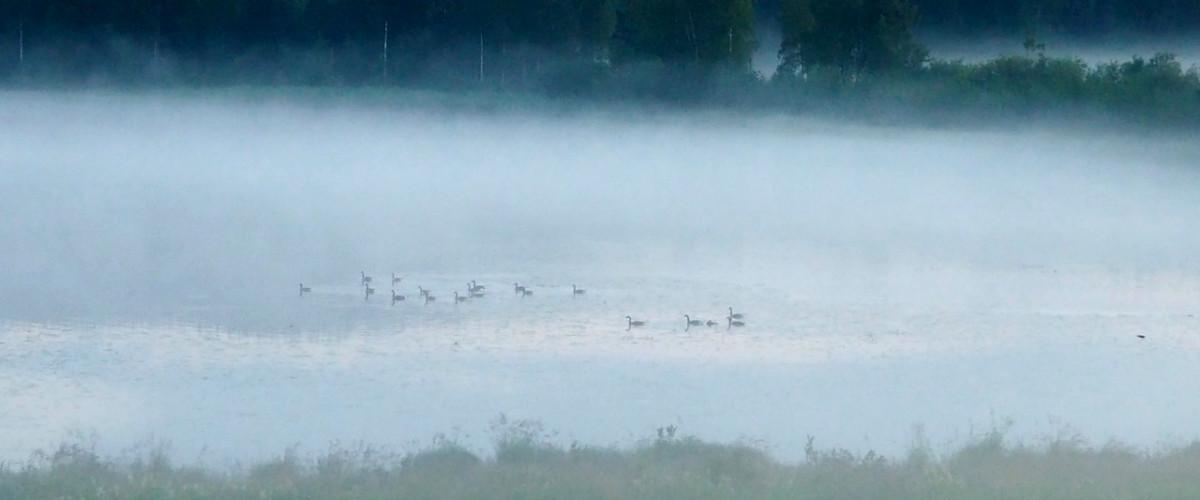 Kanadagäss på Gullsjön