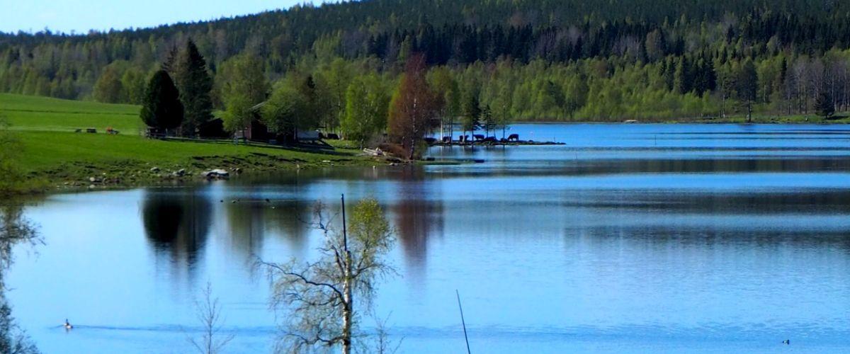 Korna vid Gullsjön