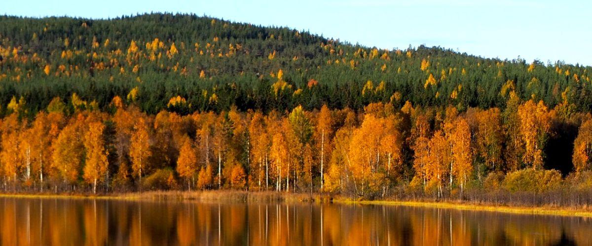 Gravaberget, Vännäs kommuns högsta berg vid Gullsjön