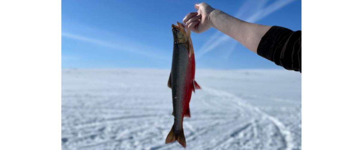 Hushållningssällskapet Jämtland Medstugeån, Saxsjön - Image 4