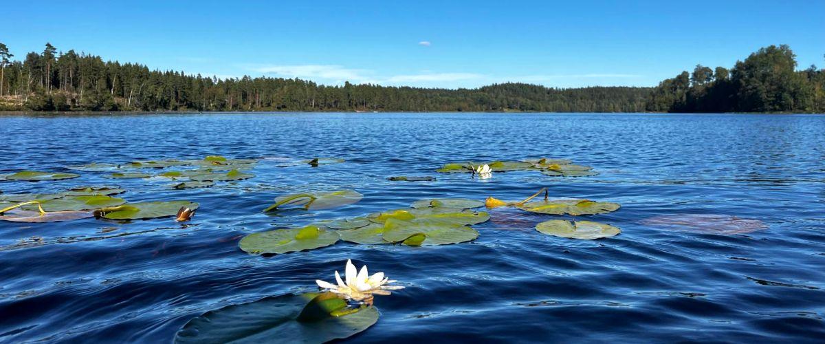 Näckrosor Sjölid