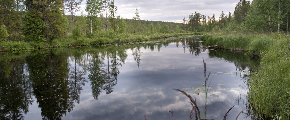 LillÅmans FVO - Image 4