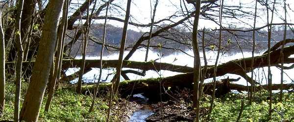 Gyllebosjön - Image 6