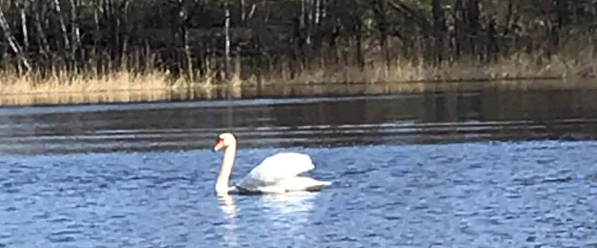 MILSBOSJÖARNAS FVO - Image 6