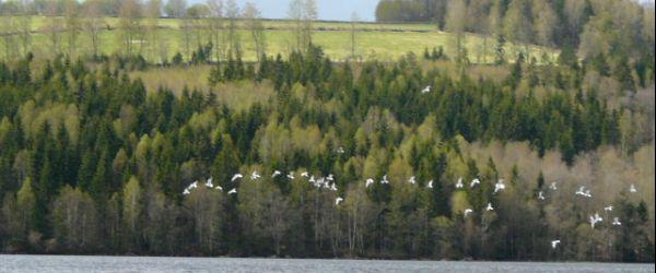 Ärtingens i Borås FVOF - Image 4