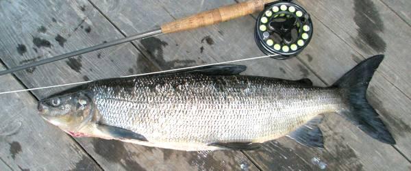 Grånssjön (karpfiske) - Image 2