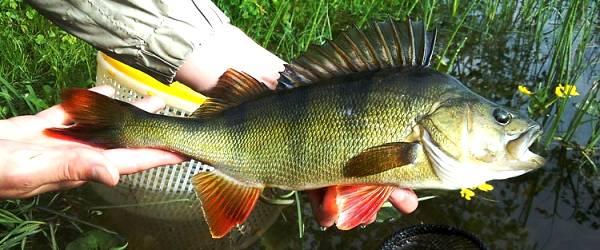 Grånssjön (karpfiske) - Image 3