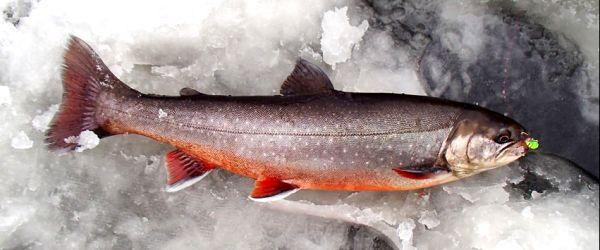 Grånssjön (karpfiske) - Image 6