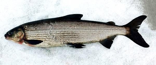 Grånssjön (karpfiske) - Image 7