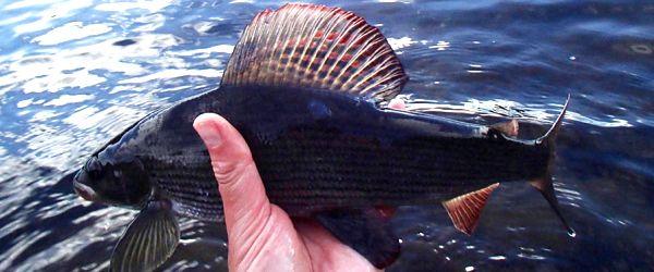 Grånssjön (karpfiske) - Image 8