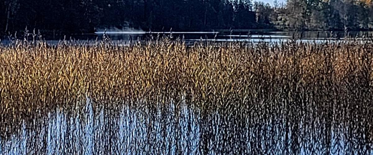 vass sjöbo