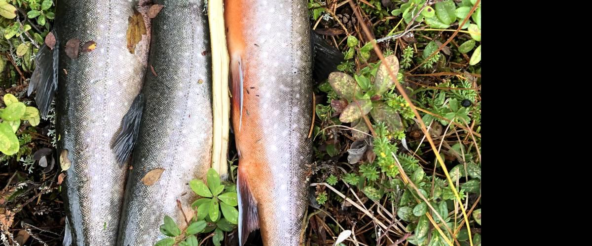 Graningesjön, Grössjön, Stor-Häggsjön Lövsjön och Höån. - Image 3