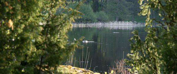 Kalefjärden i Tisnaren - Image 5