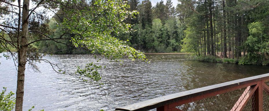 Föreda Kvarndamm - Image 5