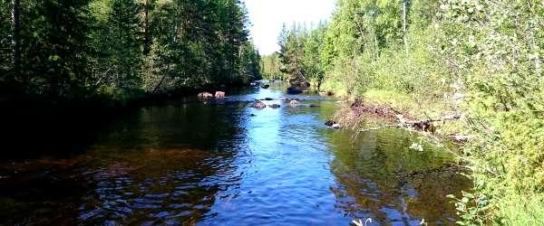 Svegssjön, Ljusnan, Hundsjön, Öratjärn mfl - Image 2