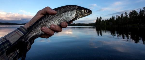 Gimmen samt småtjärnar - Image 3