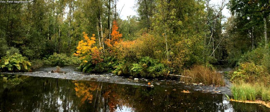 Ronnebyån, Vikholmen, Elften m fl vatten - Image 3