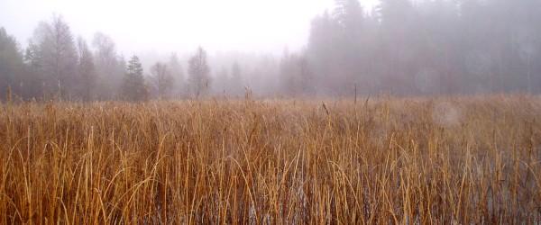 Alarpasjöarnas FVOF - Image 1