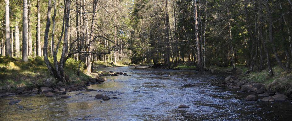 Dalstorpasjön - Image 4