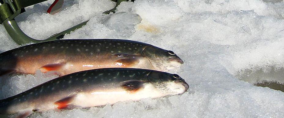 Vinterfiske