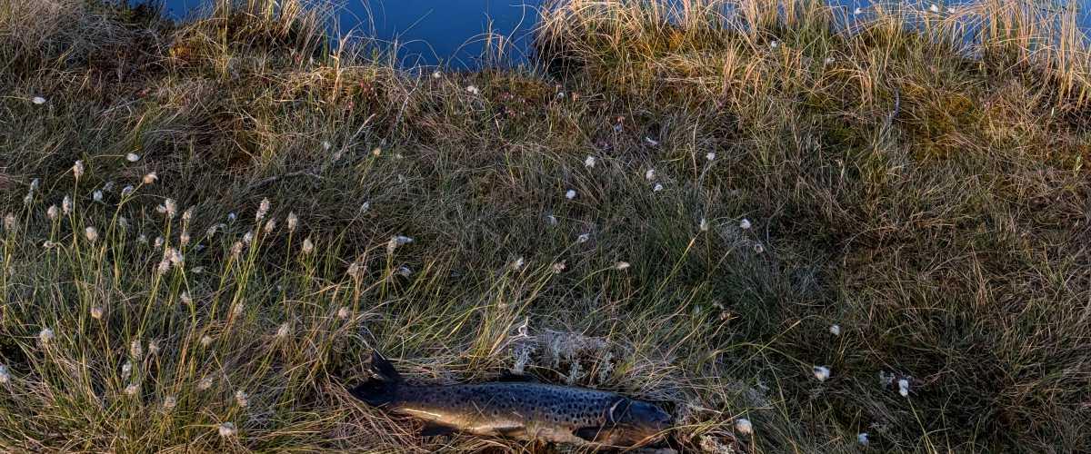Ljunga Södra FVOF  (Ljunga Södra) - Image 1