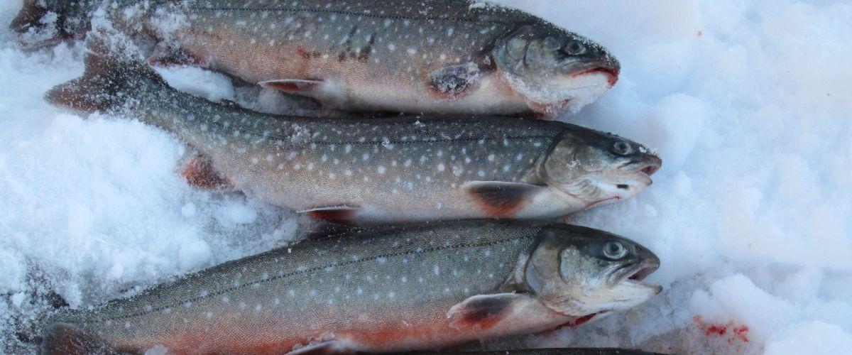 Komsta Åse FVO Gottjärn, Andalstjärn, Hökåstjärn, Skinnsjöarna mfl. - Image 1