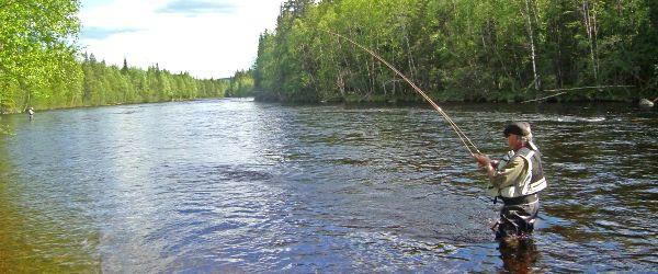 Linsell-Ransjö - Image 3
