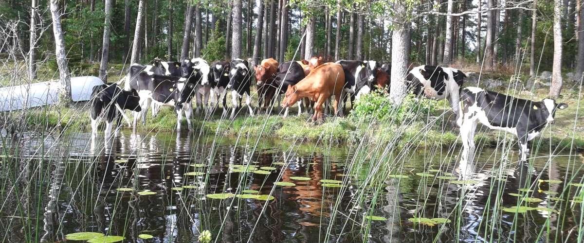 Tjuvfiskare vid Välsgärde???