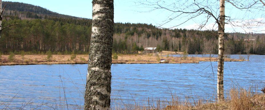 Salungsjöns södra del