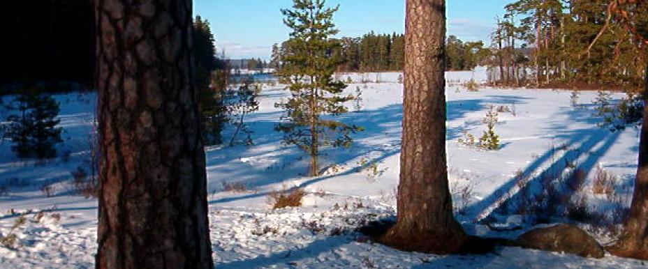 De gamla tallarna