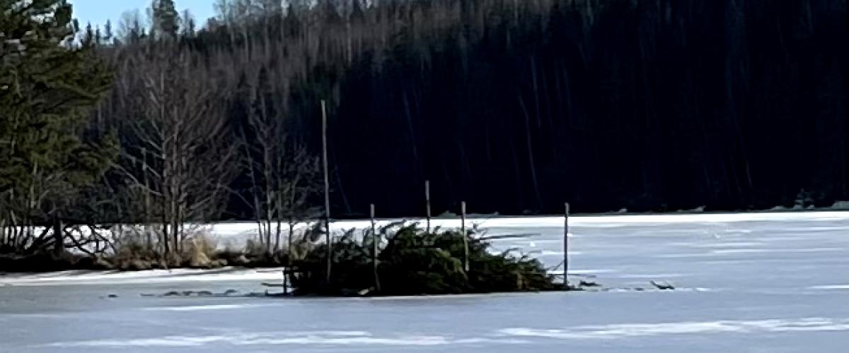 Borssjön - Image 4