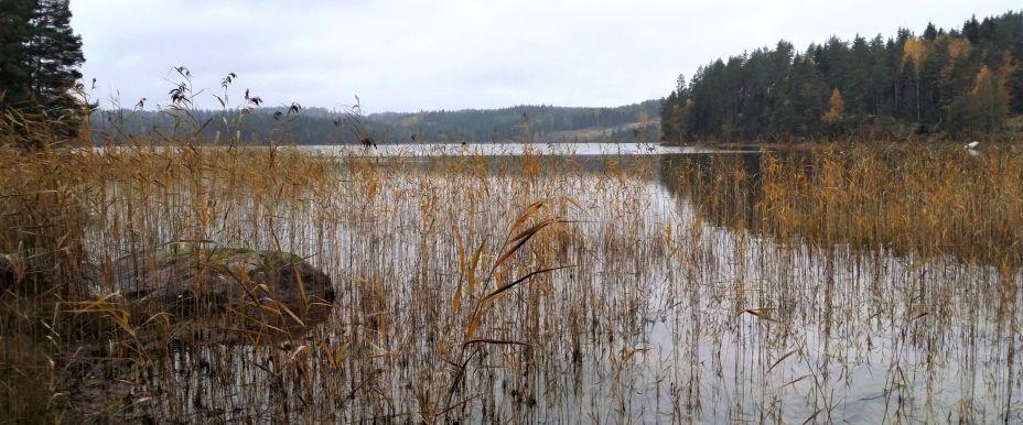 Siktjärn