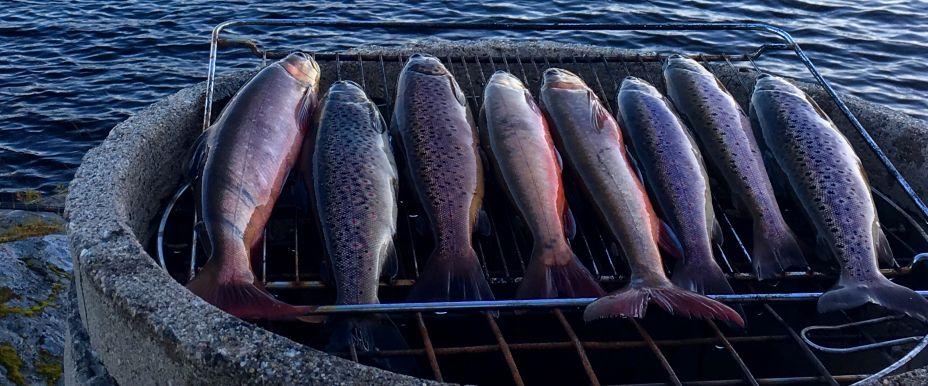 Ny fångad fisk