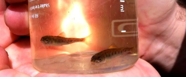 Harmångers Fiskeområde - Image 2