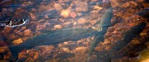 Harmångers Fiskeområde - Image 12